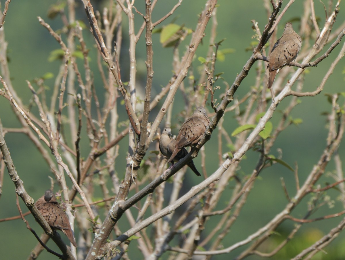 Ruddy Ground Dove - ML622673890