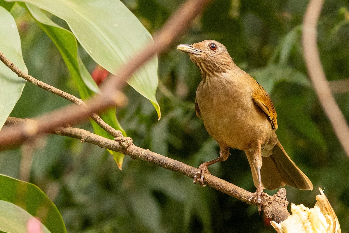 Pale-breasted Thrush - ML622673922