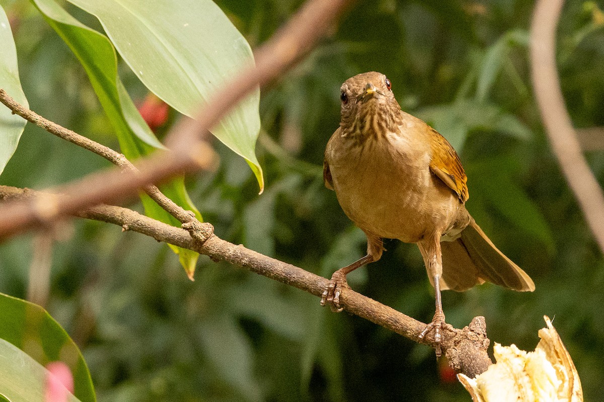 Pale-breasted Thrush - ML622673923