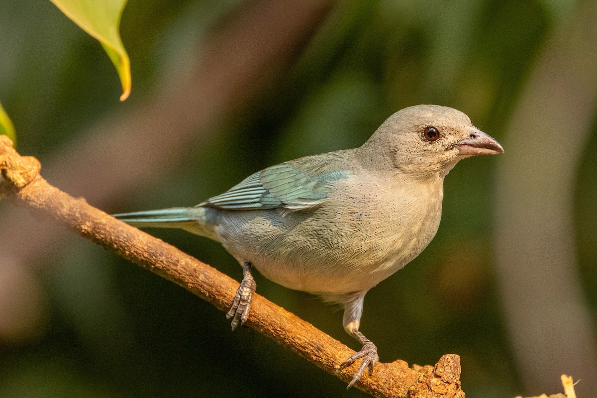 Sayaca Tanager - Michael Cook