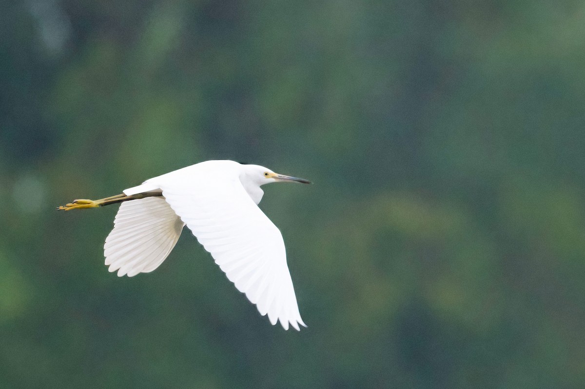 Snowy Egret - ML622673968