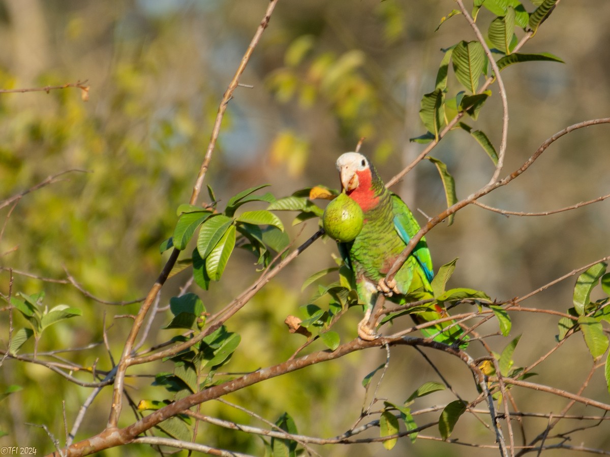 Cuban Amazon (Cuban) - T I