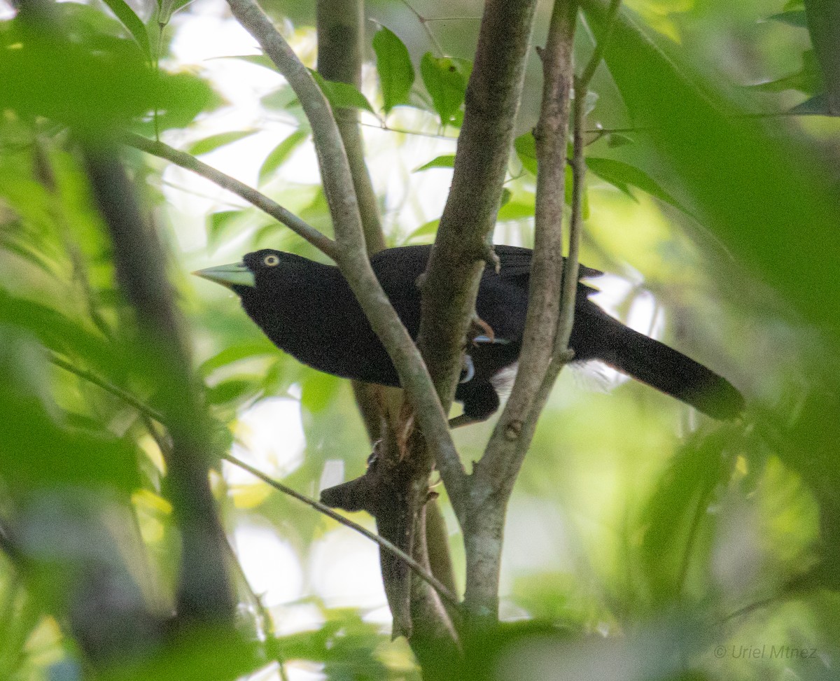 Yellow-billed Cacique - ML622673985