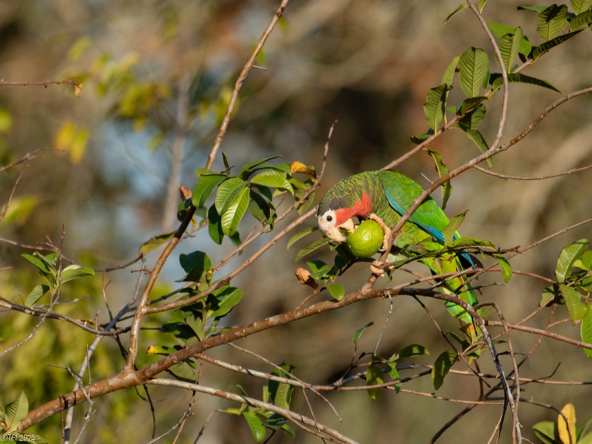 Cuban Parrot (Cuban) - ML622673998