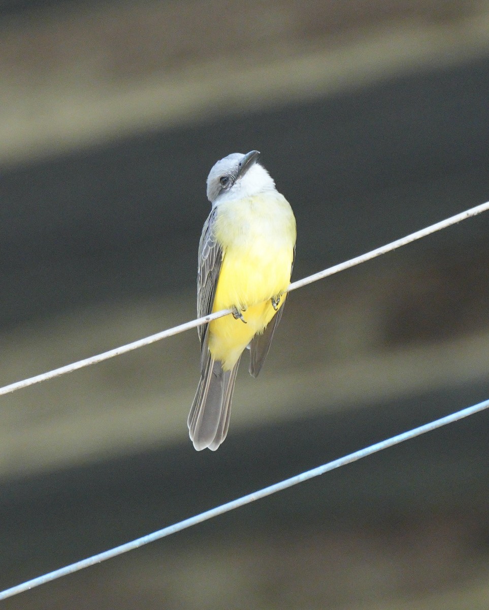 White-throated Kingbird - ML622673999