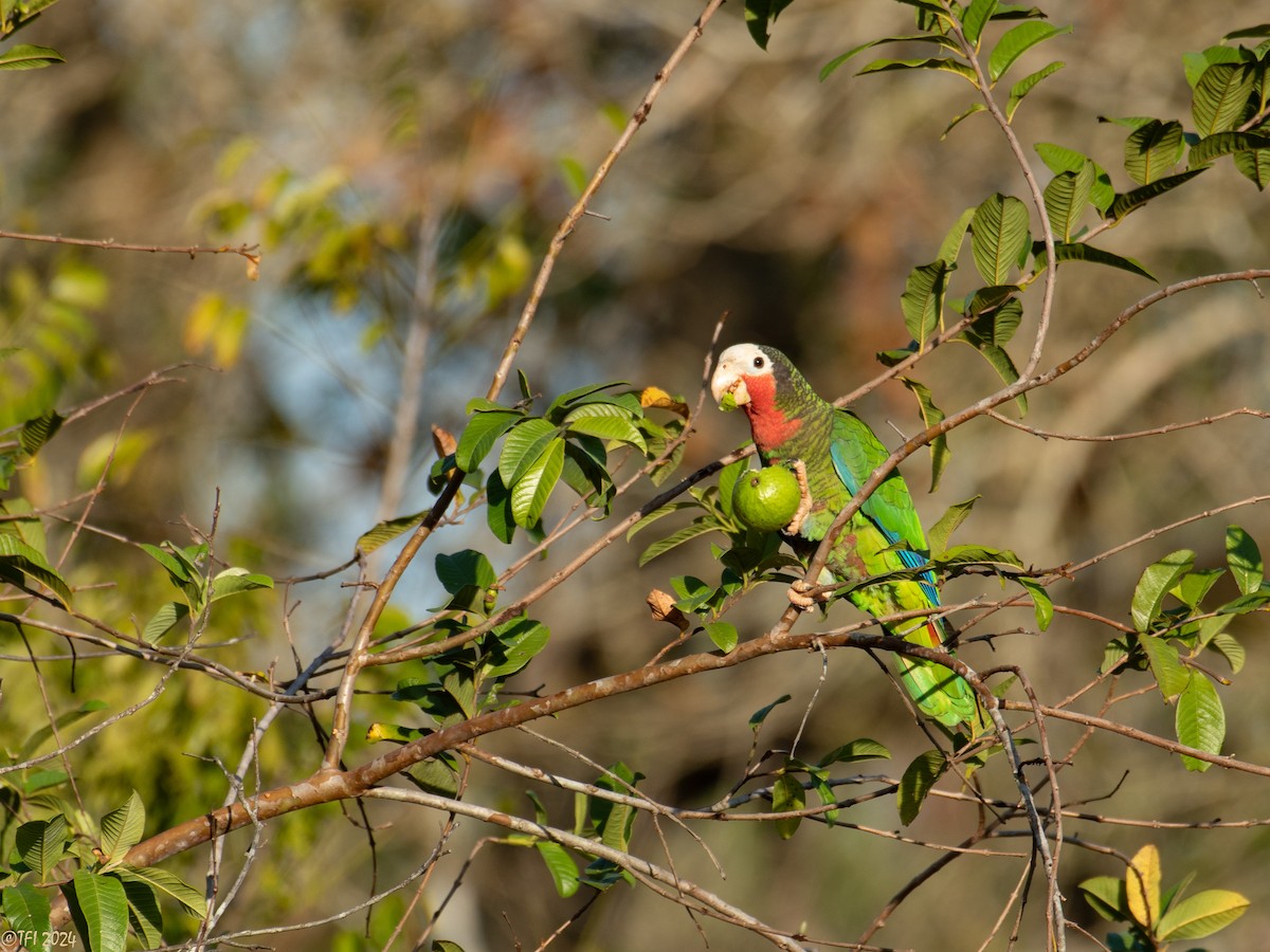 Cuban Parrot (Cuban) - ML622674004