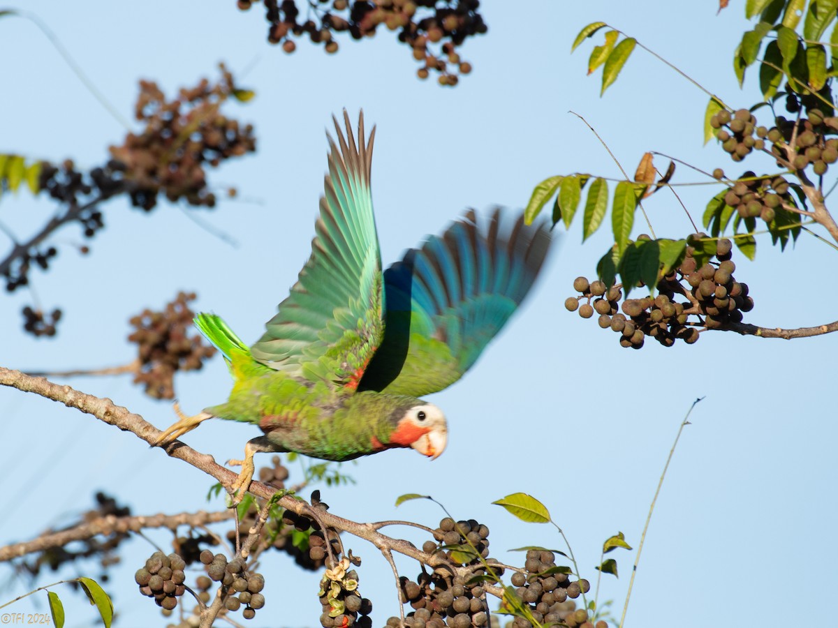 Cuban Parrot (Cuban) - ML622674034