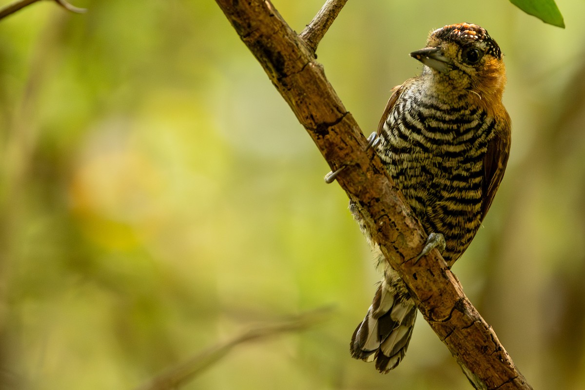 Ochre-collared Piculet - ML622674045