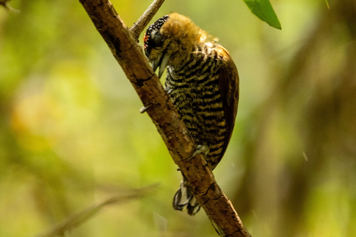 Ochre-collared Piculet - ML622674046