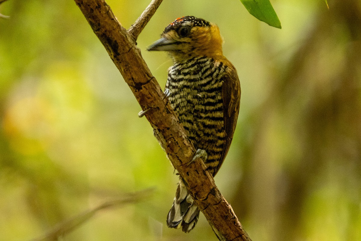 Ochre-collared Piculet - ML622674047