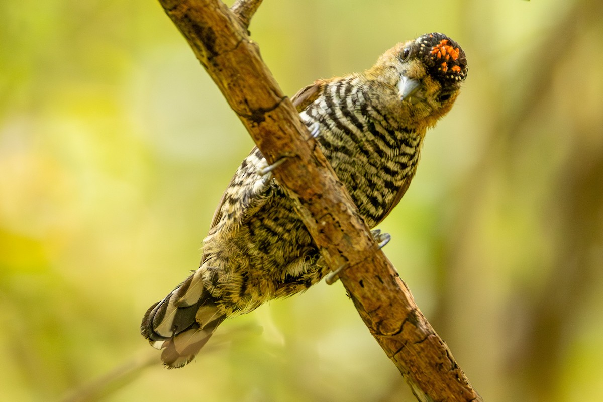 Ochre-collared Piculet - Michael Cook