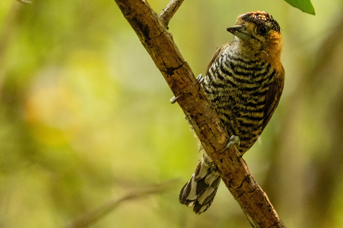 Ochre-collared Piculet - ML622674049