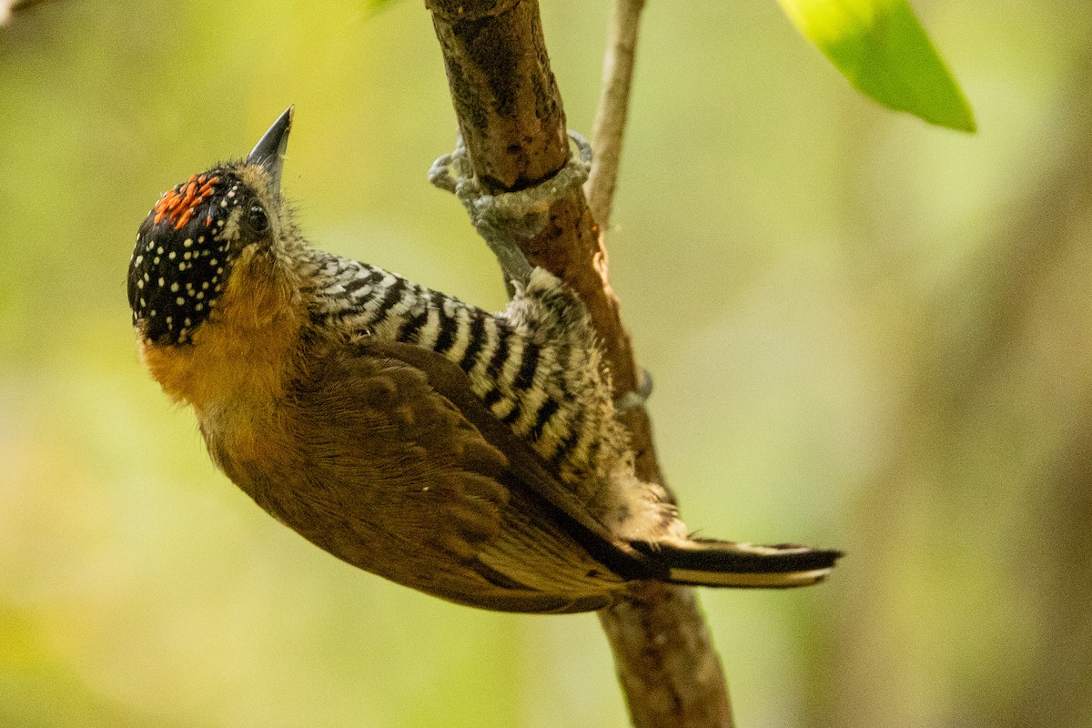 Ochre-collared Piculet - Michael Cook