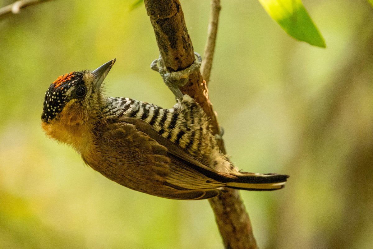 Ochre-collared Piculet - ML622674051