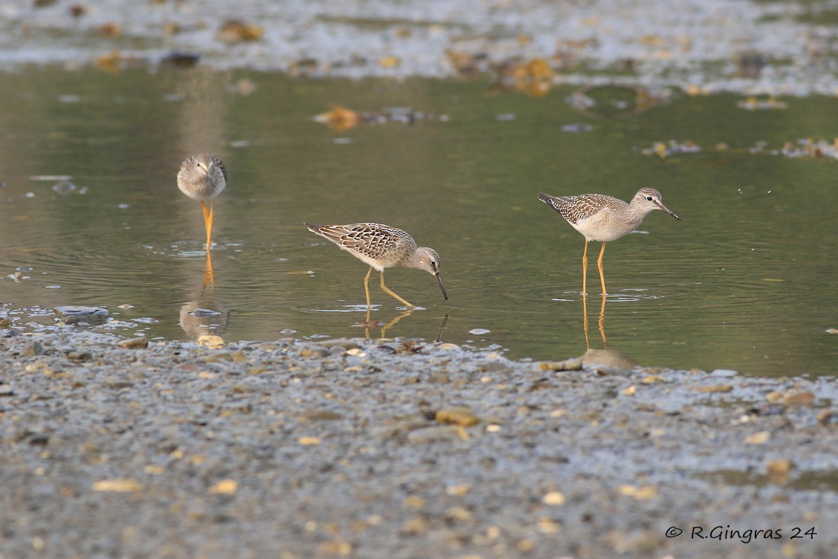 Stilt Sandpiper - ML622674098