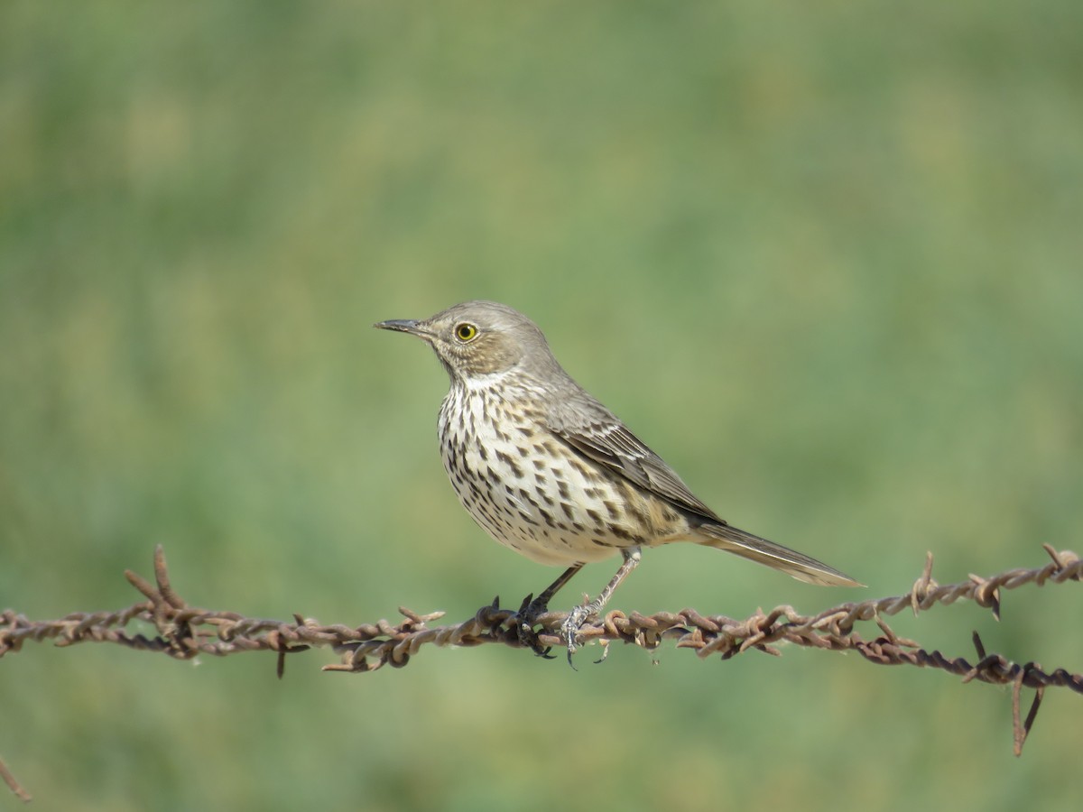 Sage Thrasher - ML622674112