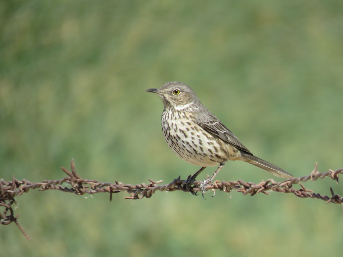 Sage Thrasher - ML622674117