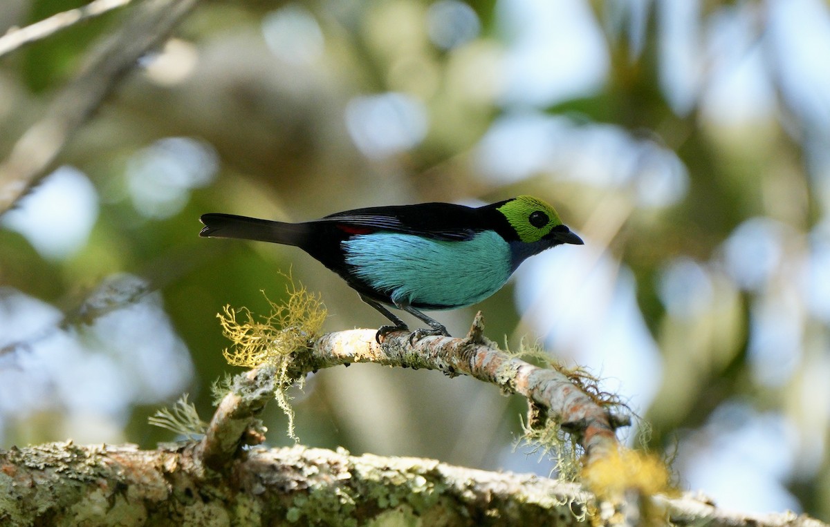 Paradise Tanager - ML622674123