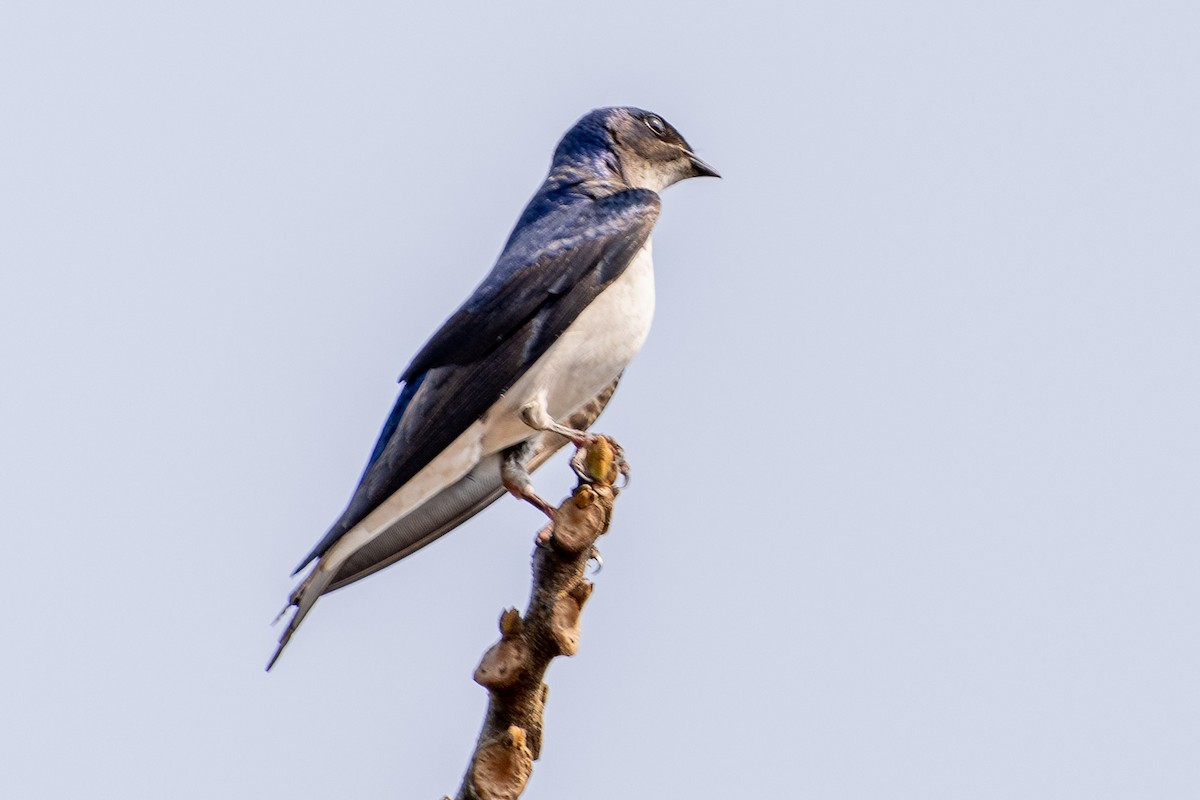 Gray-breasted Martin - Michael Cook