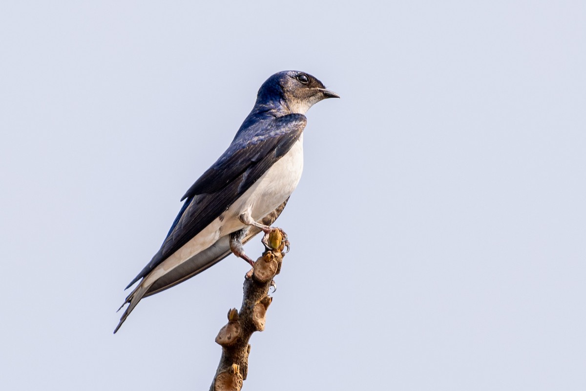 Gray-breasted Martin - ML622674154