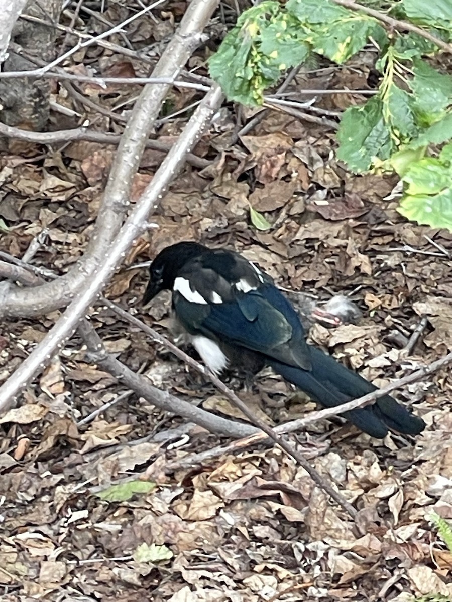 Black-billed Magpie - ML622674167