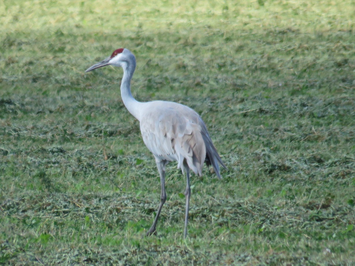 Sandhill Crane - ML622674181