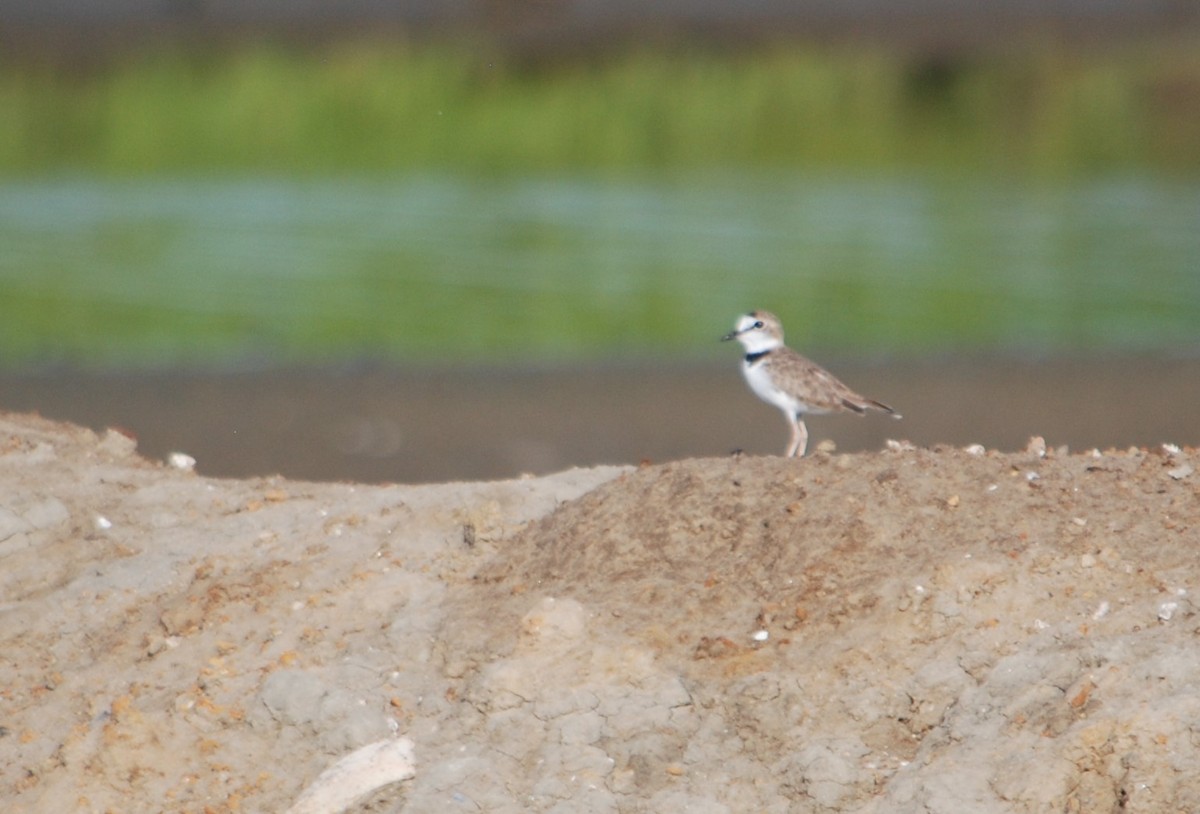 Collared Plover - ML622674183