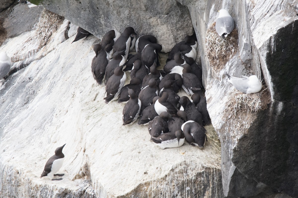 Common Murre - ML622674196