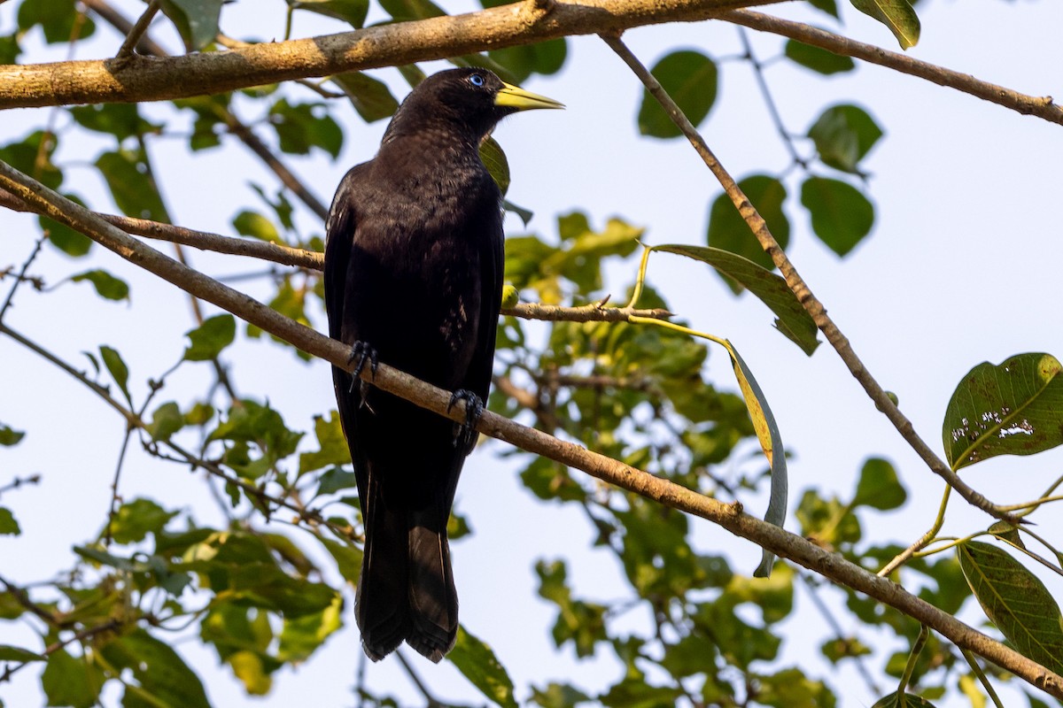 Red-rumped Cacique - ML622674202