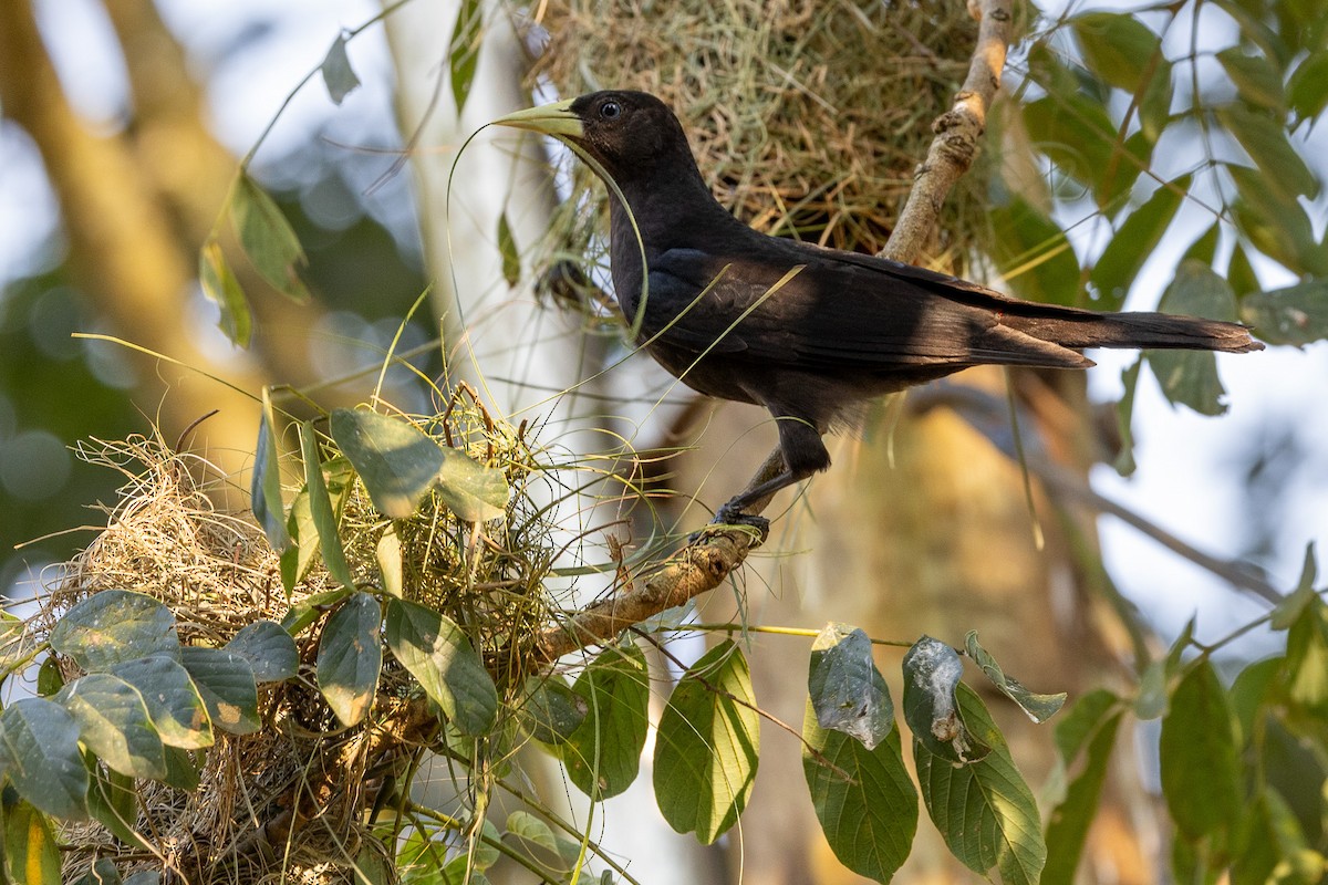 Red-rumped Cacique - ML622674204