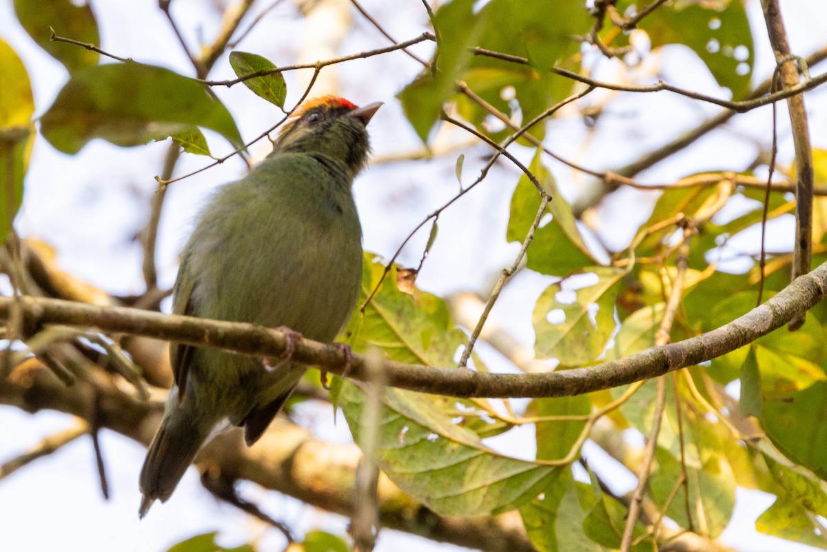 Swallow-tailed Manakin - ML622674289