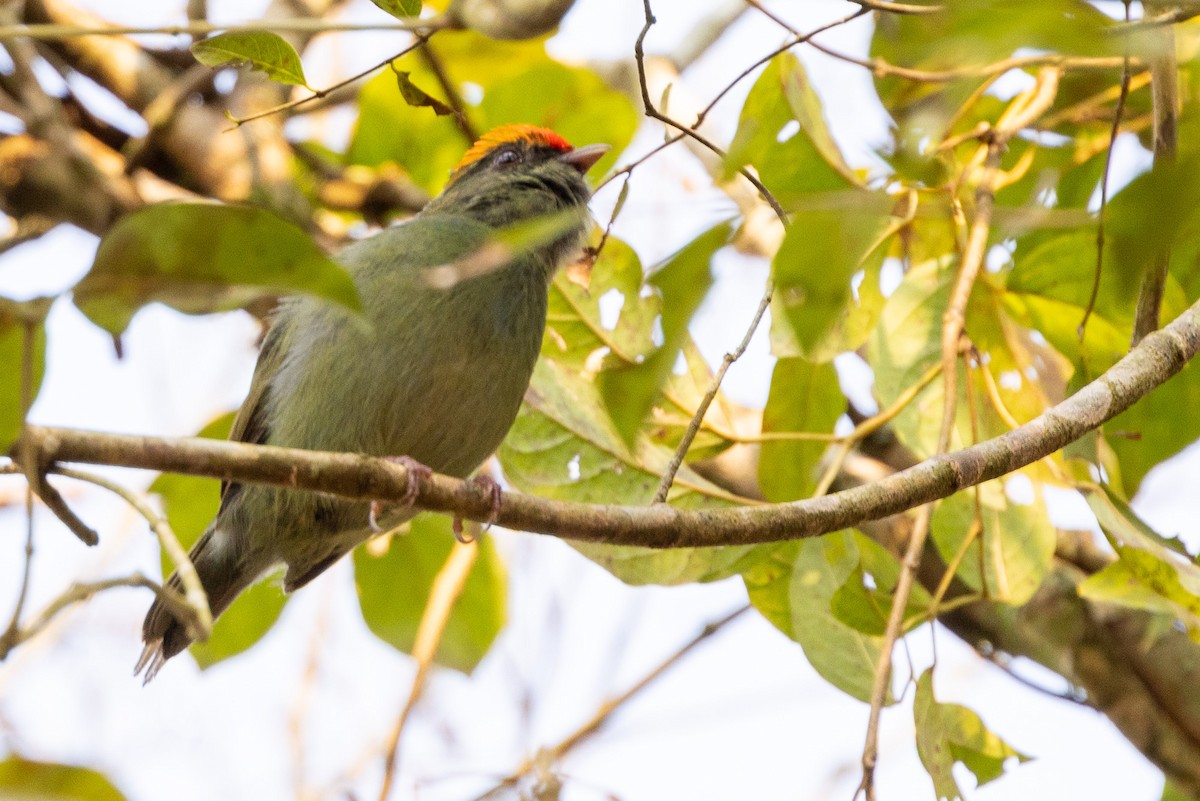 Swallow-tailed Manakin - ML622674290