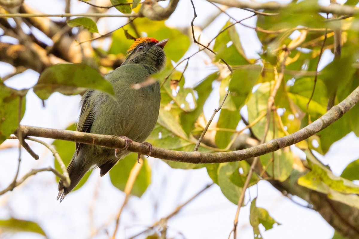 Swallow-tailed Manakin - ML622674291