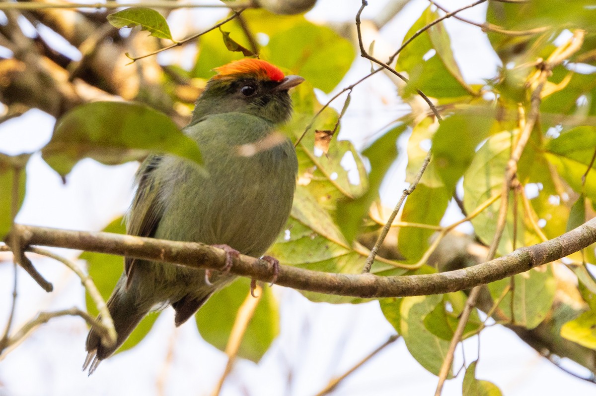 Swallow-tailed Manakin - ML622674292