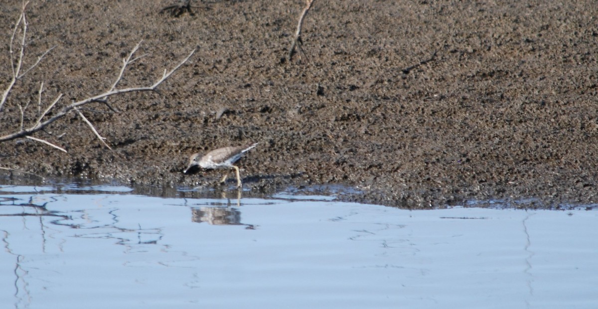 Lesser Yellowlegs - ML622674343