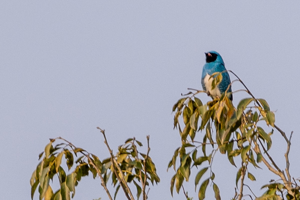 Swallow Tanager - ML622674377