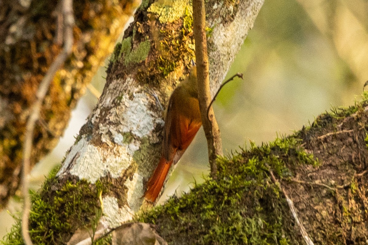 Olivaceous Woodcreeper - ML622674387