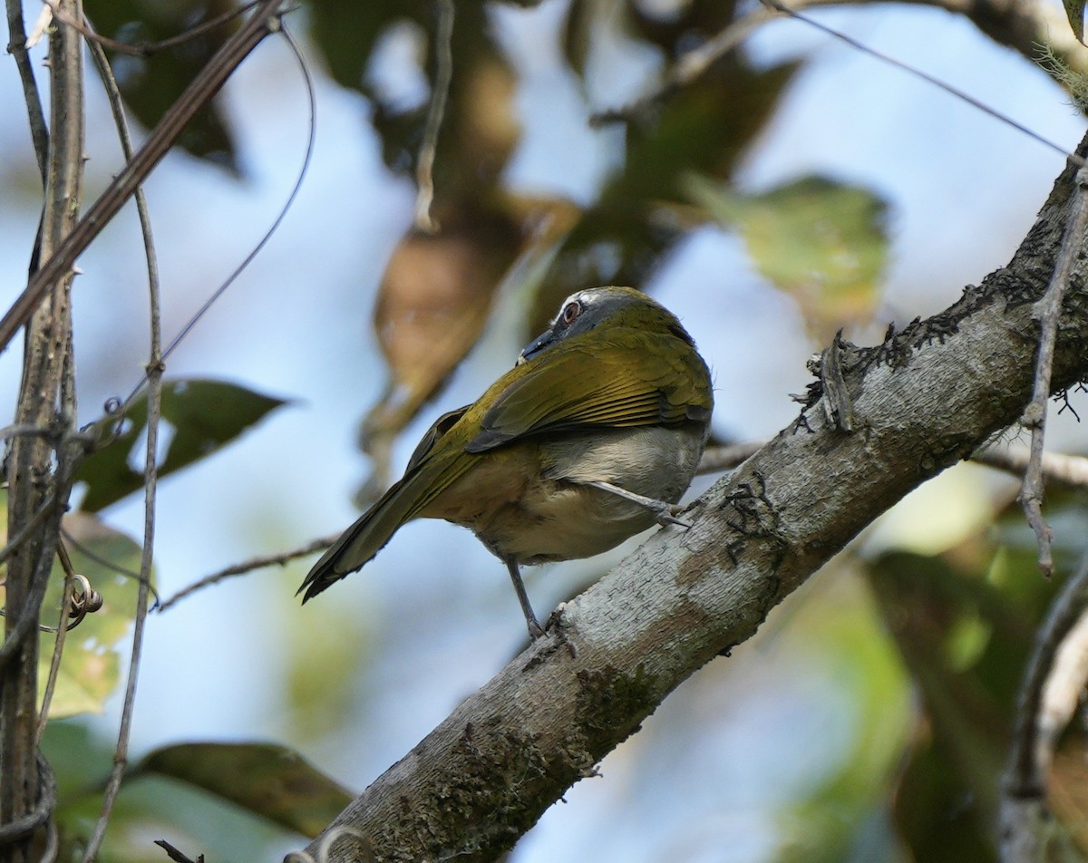 Buff-throated Saltator - ML622674426