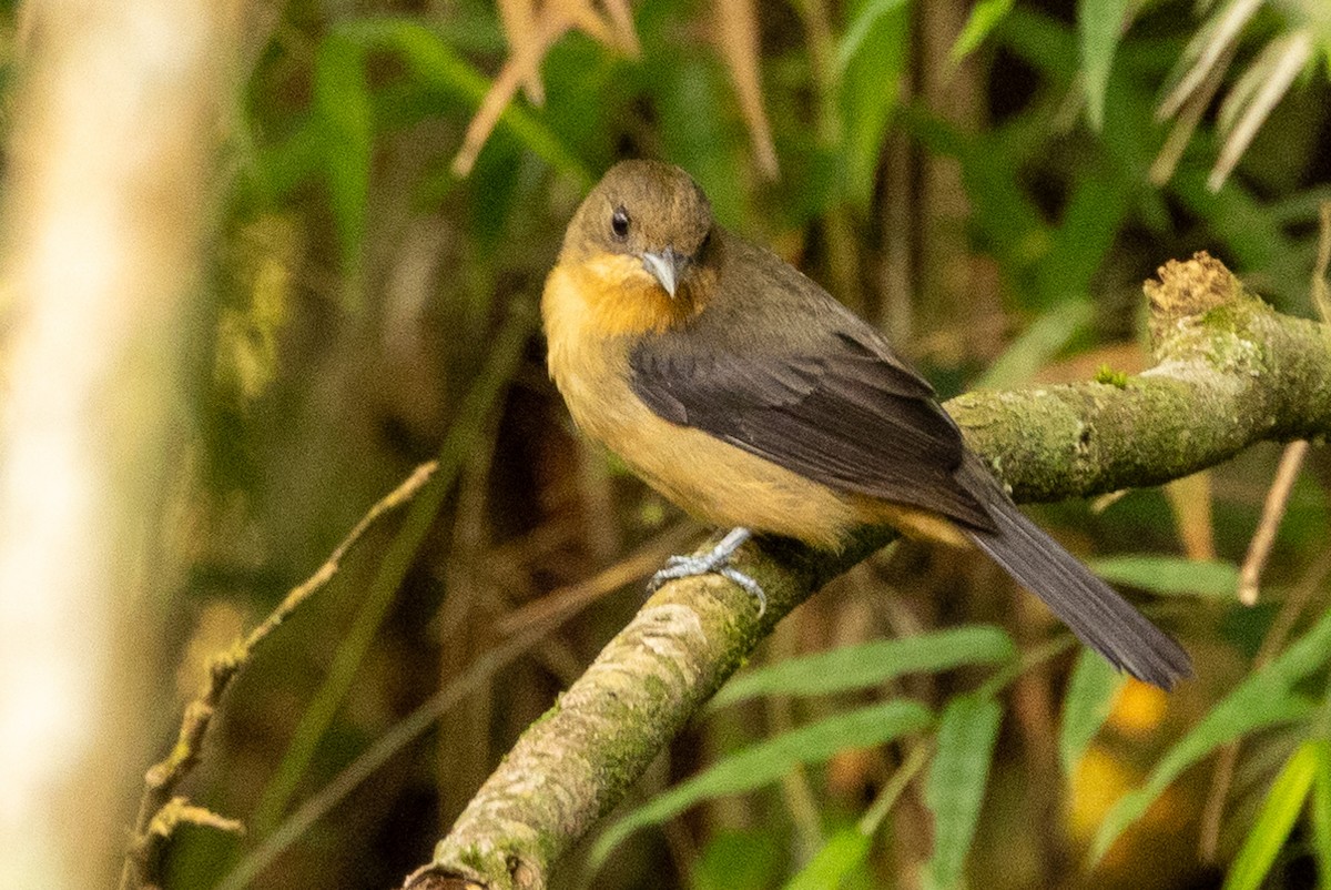 Fawn-breasted Tanager - Michael Cook