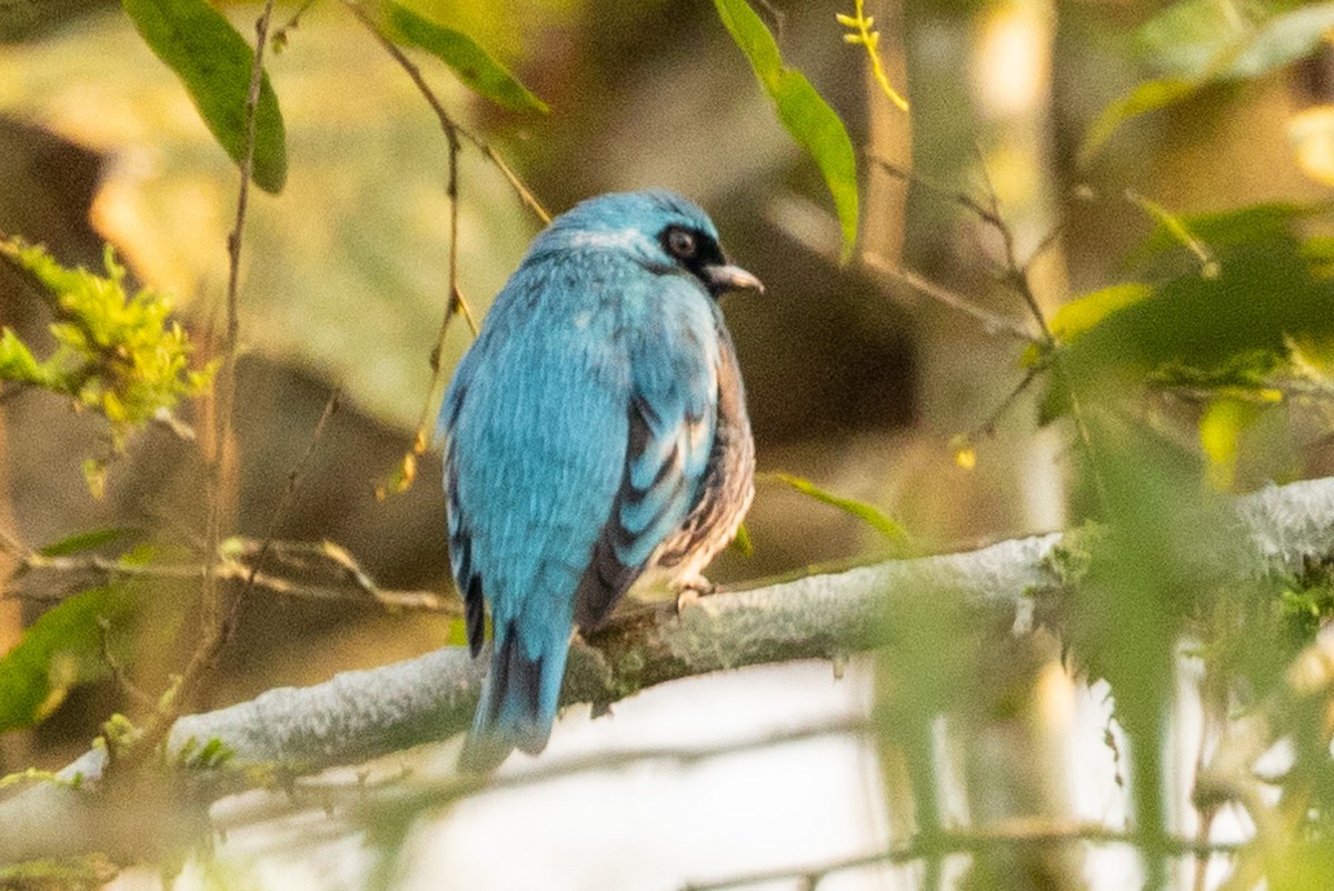 Swallow Tanager - ML622674488