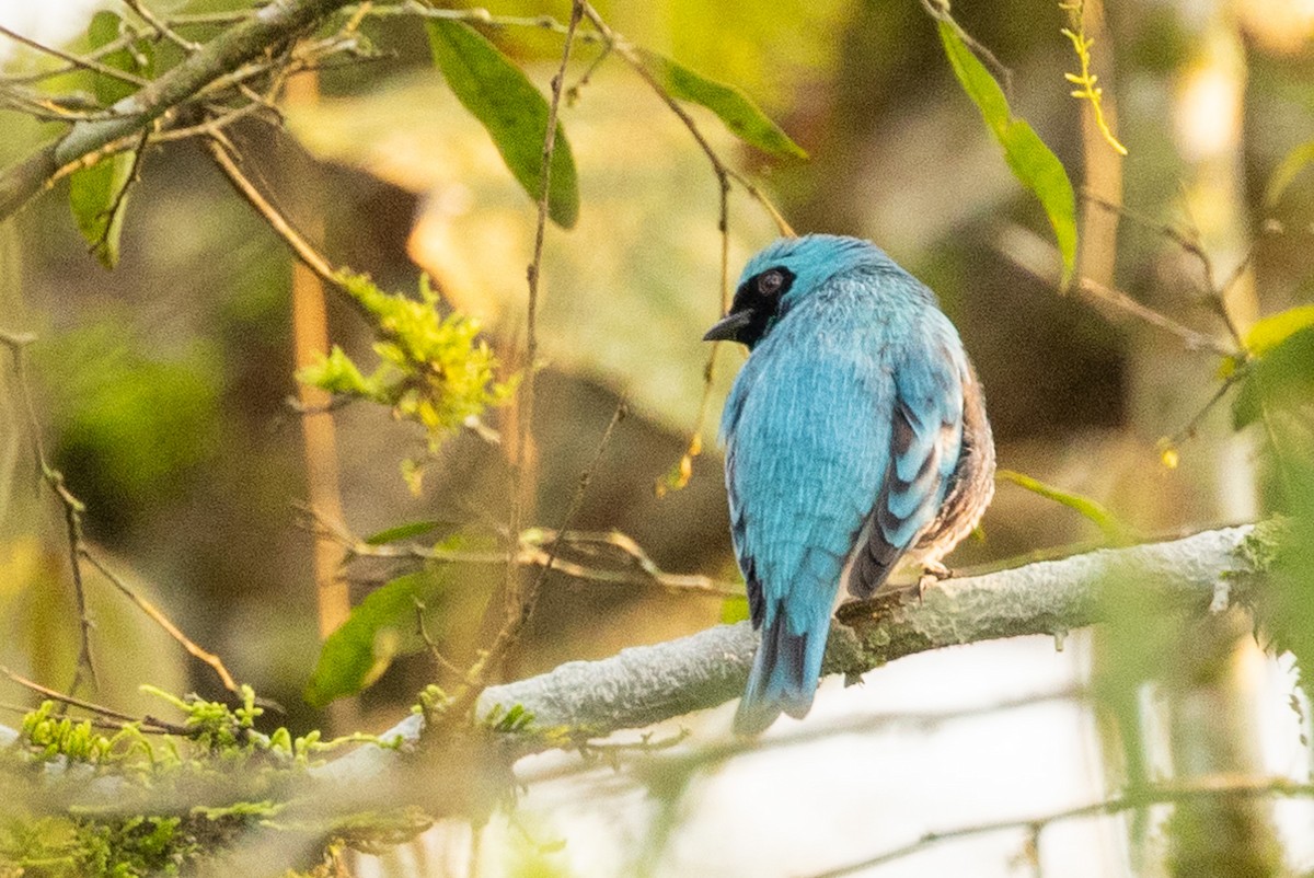 Swallow Tanager - Michael Cook