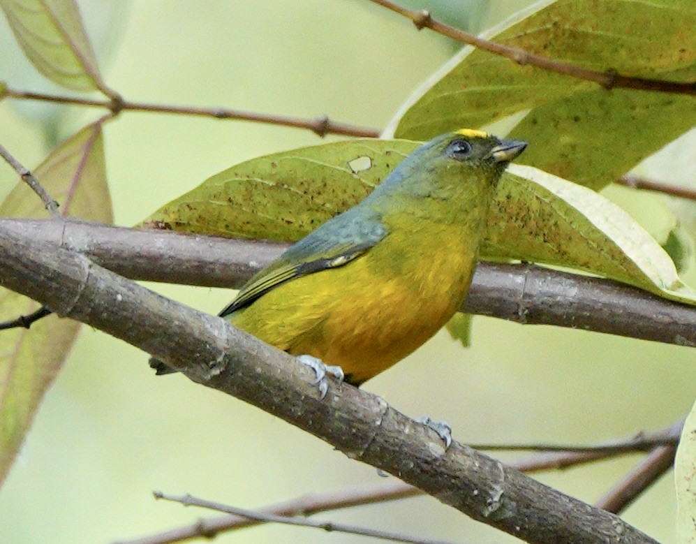 Bronze-green Euphonia - ML622674500