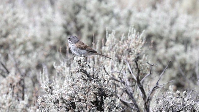 Sagebrush Sparrow - ML622674501