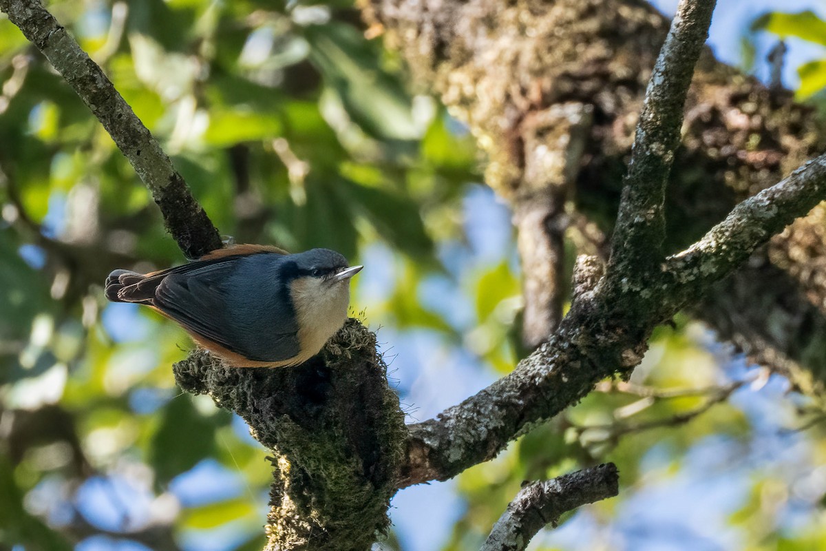 White-tailed Nuthatch - ML622674540