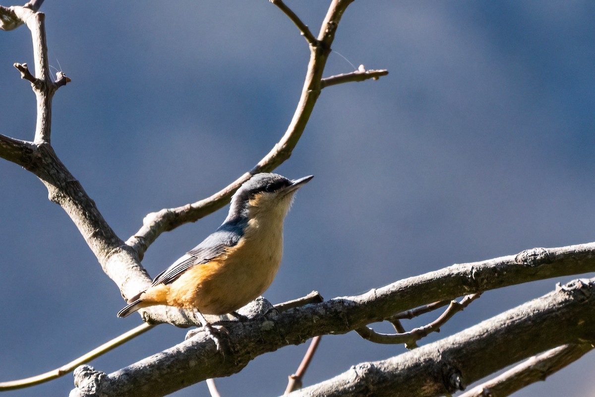 White-tailed Nuthatch - ML622674541