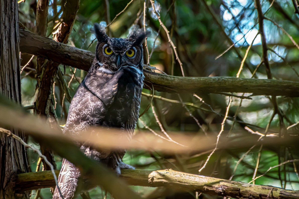 Great Horned Owl - Brandon Lloyd