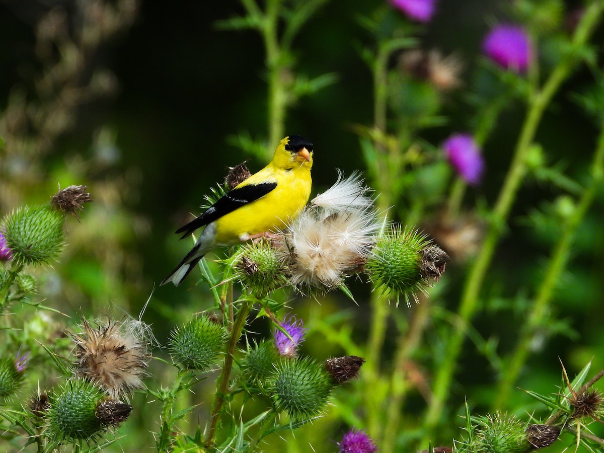 American Goldfinch - Haley Gottardo