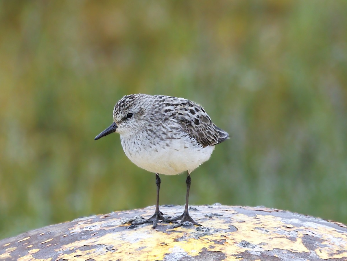 Semipalmated Sandpiper - ML622674592