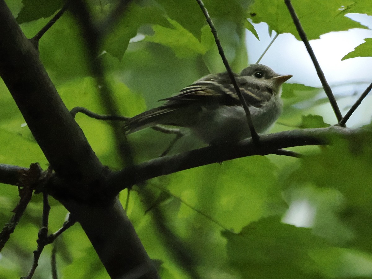 Acadian Flycatcher - Michelle Herrmann