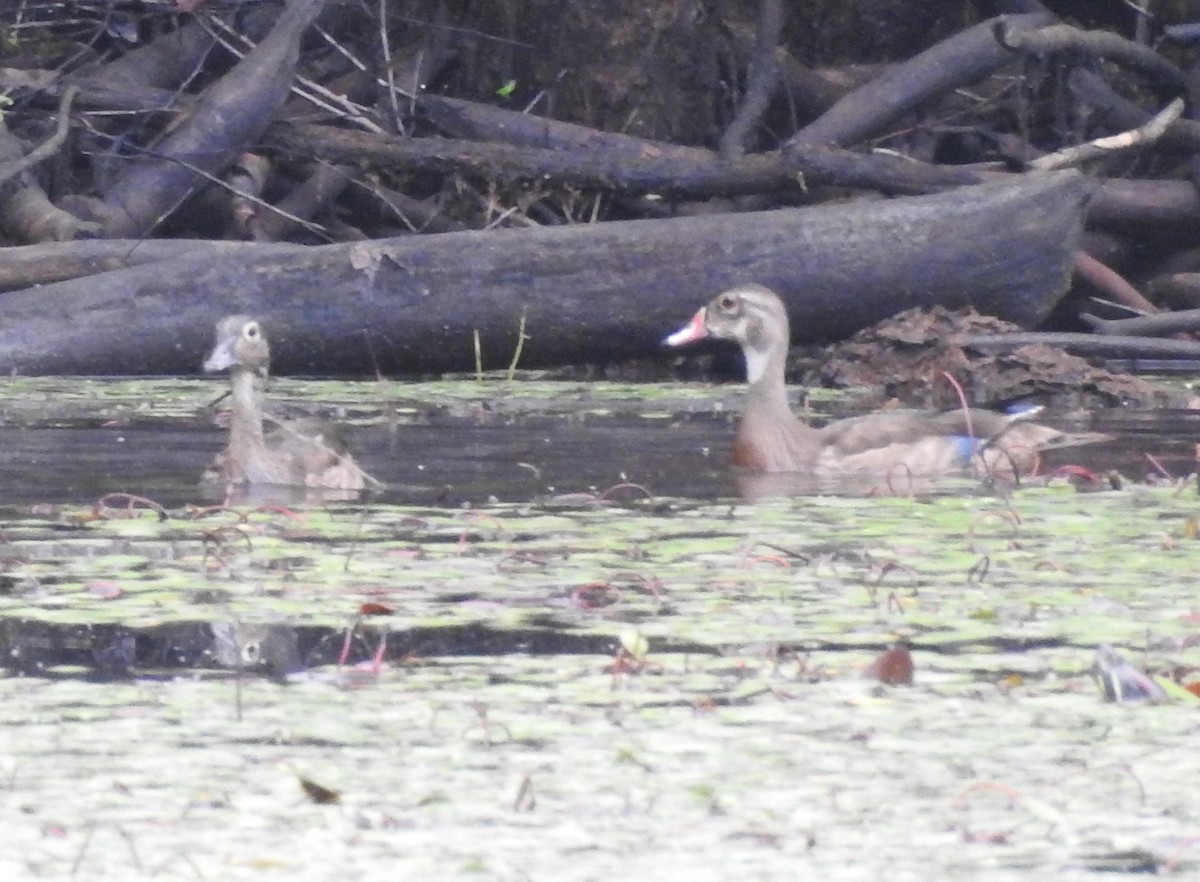 Wood Duck - Fred Shaffer